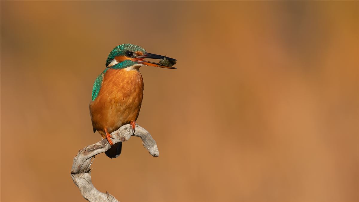 Common Kingfisher