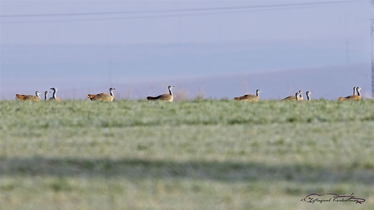 Great Bustard