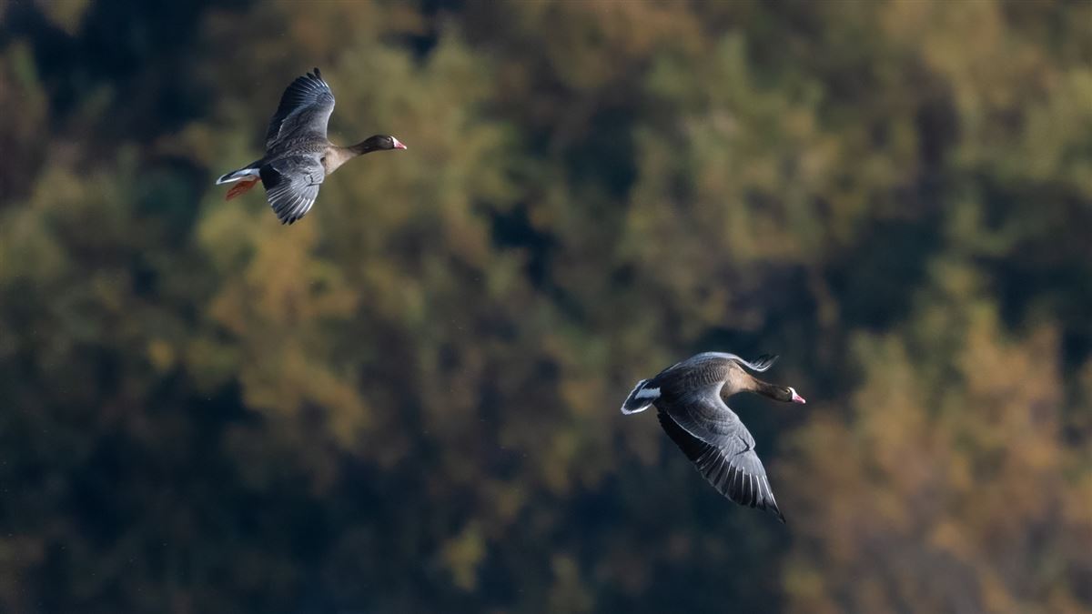 Lesser White-fronted Goose