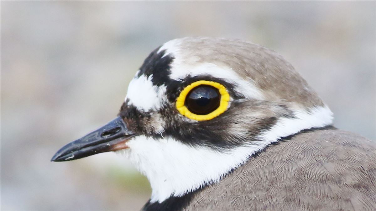 Little Ringed Plover
