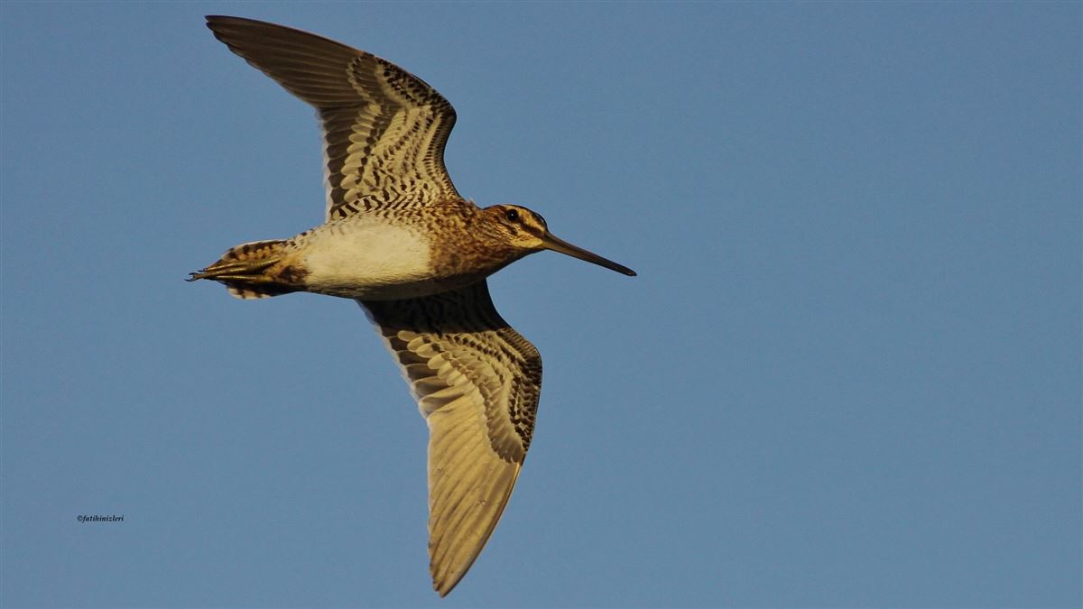 Common Snipe