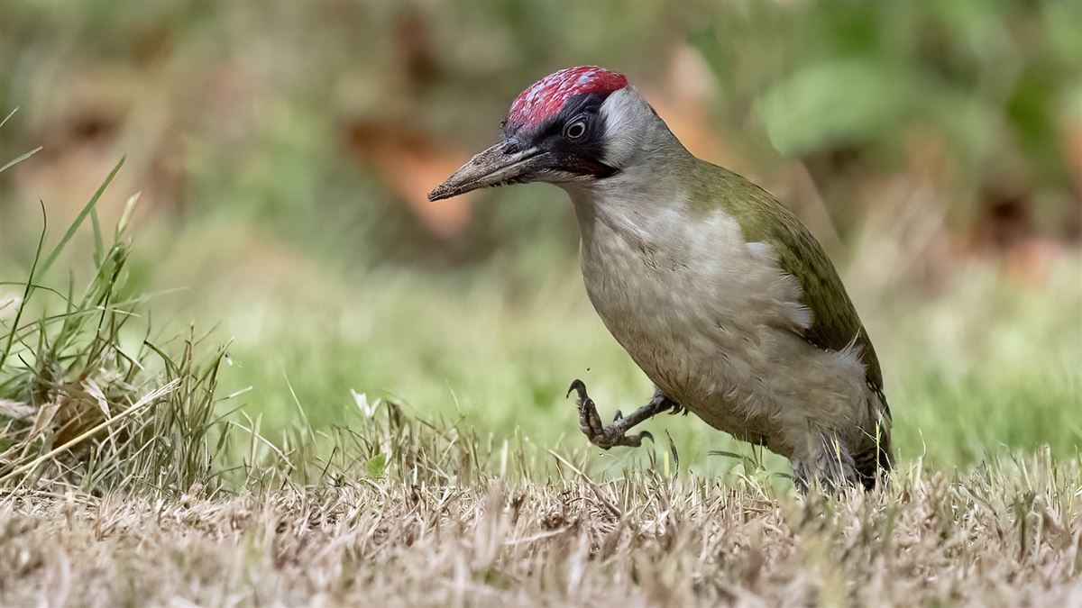 European Green Woodpecker