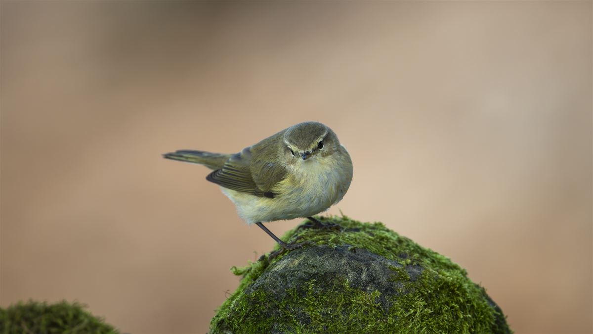Common Chiffchaff