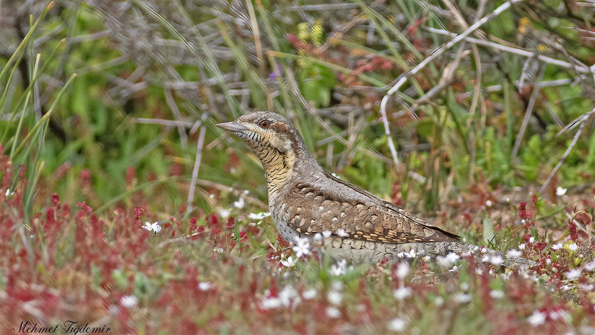 Eurasian Wryneck