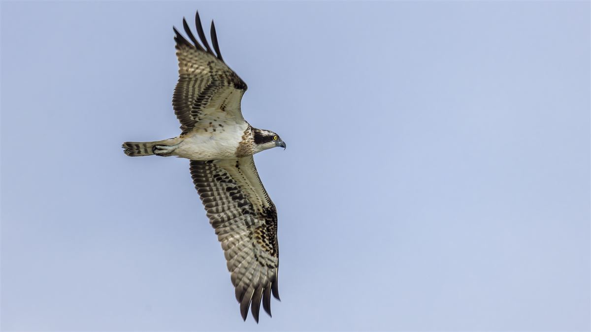 Osprey