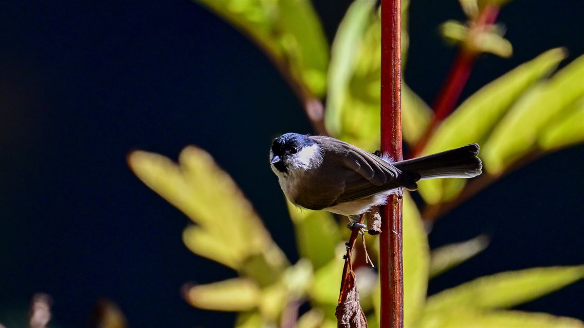 Marsh Tit
