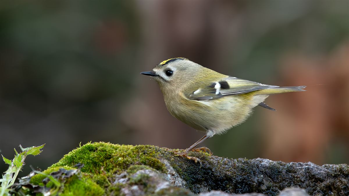 Goldcrest