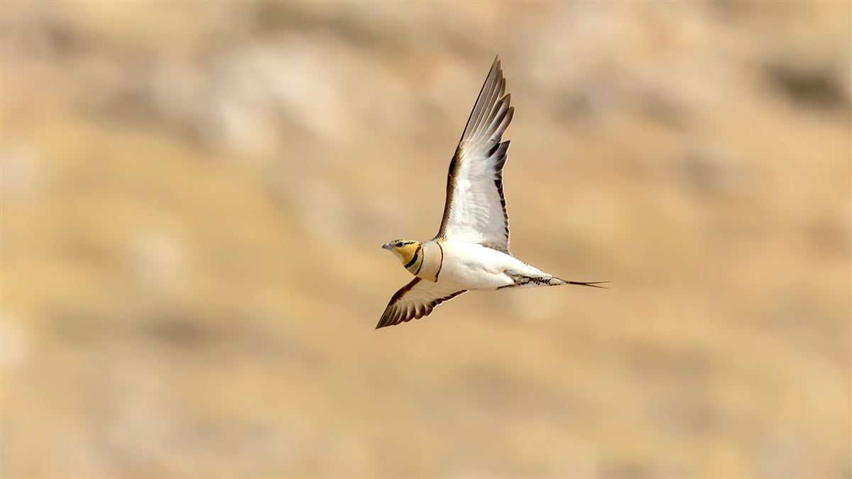 Pin-tailed Sandgrouse
