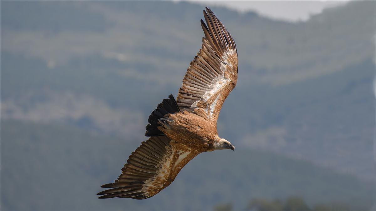 Griffon Vulture