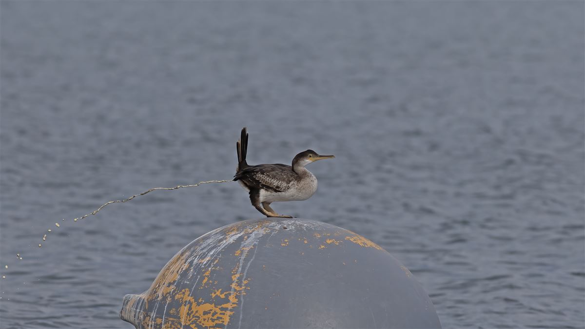 European Shag