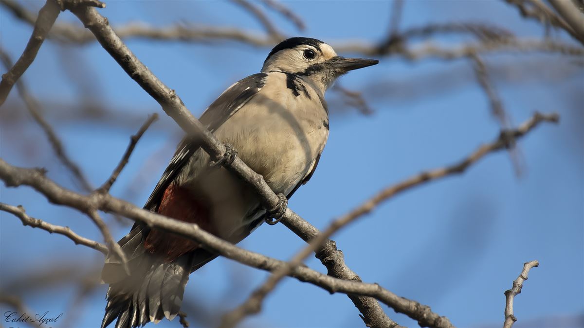 Great Spotted Woodpecker