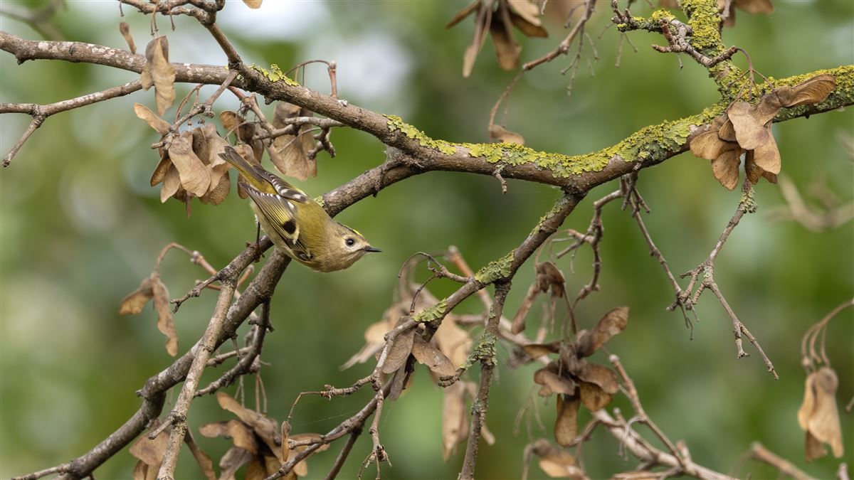 Goldcrest