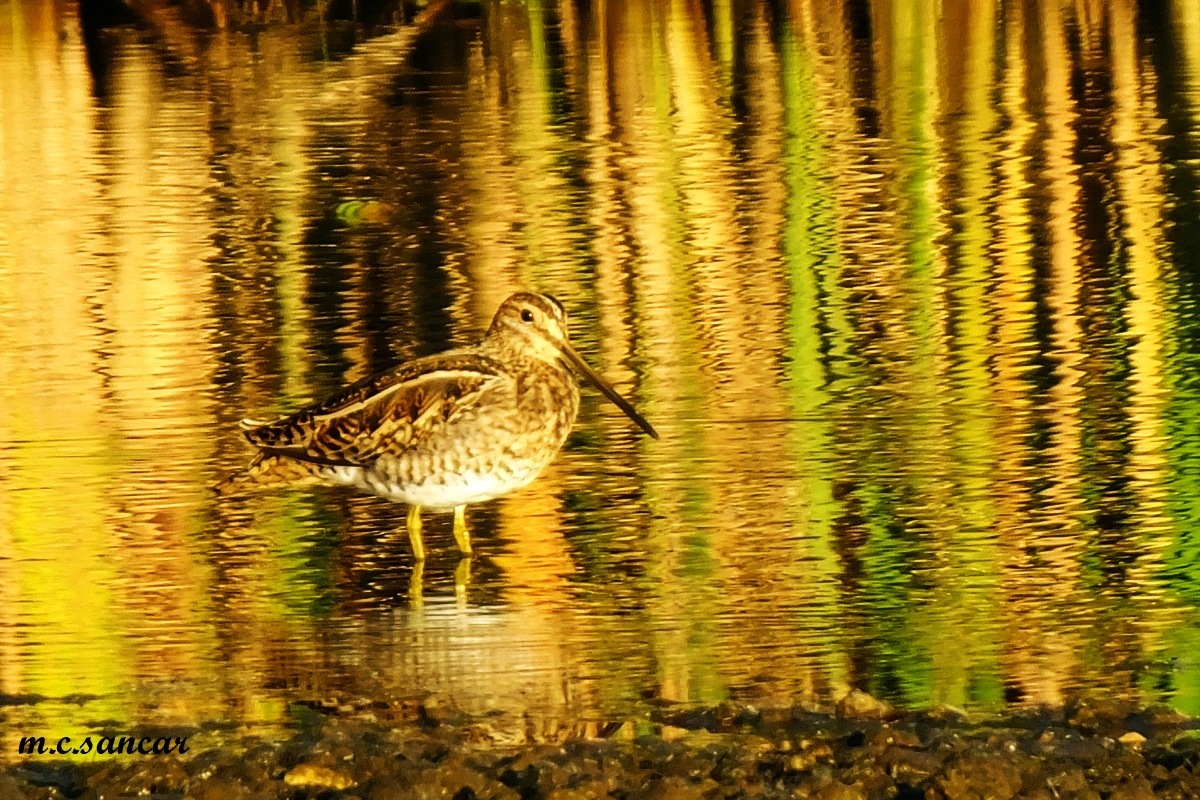 Common Snipe