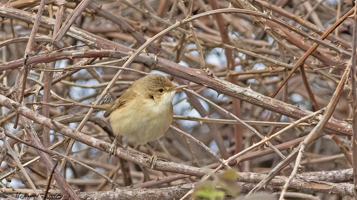 Marsh Warbler