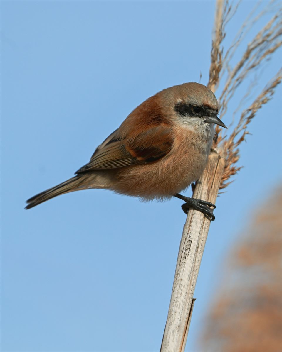 Eurasian Penduline Tit