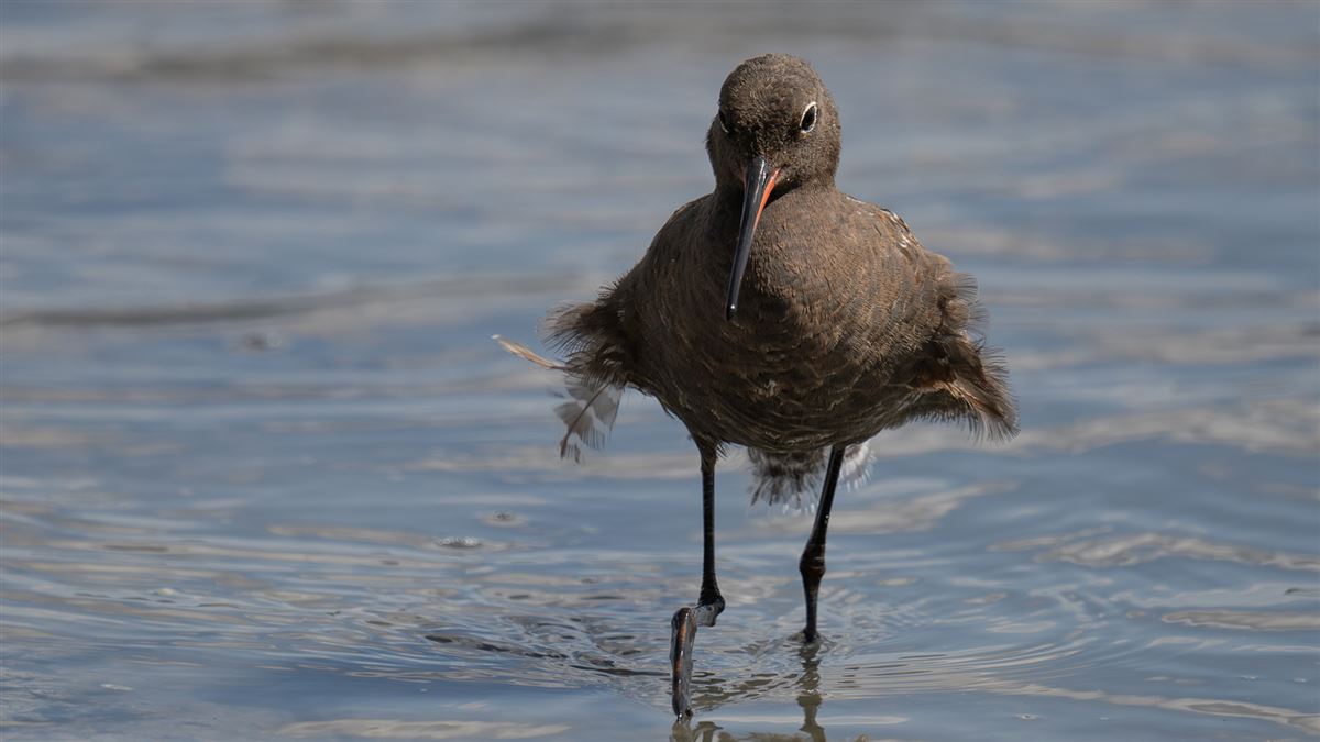 Spotted Redshank
