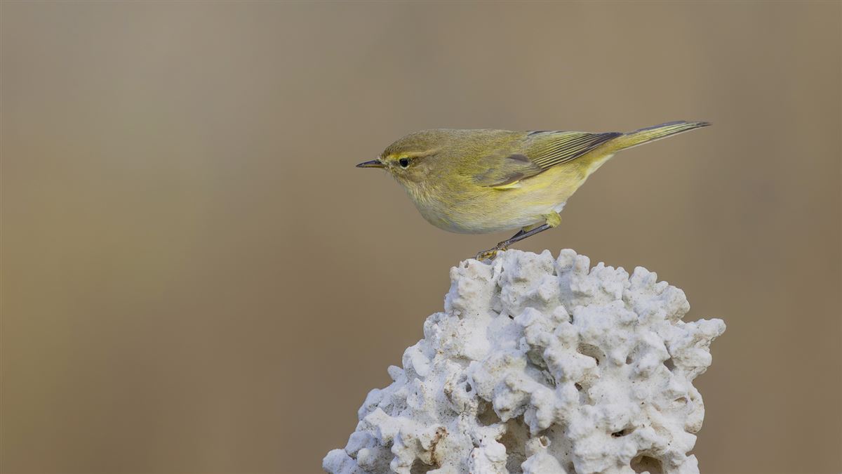 Common Chiffchaff