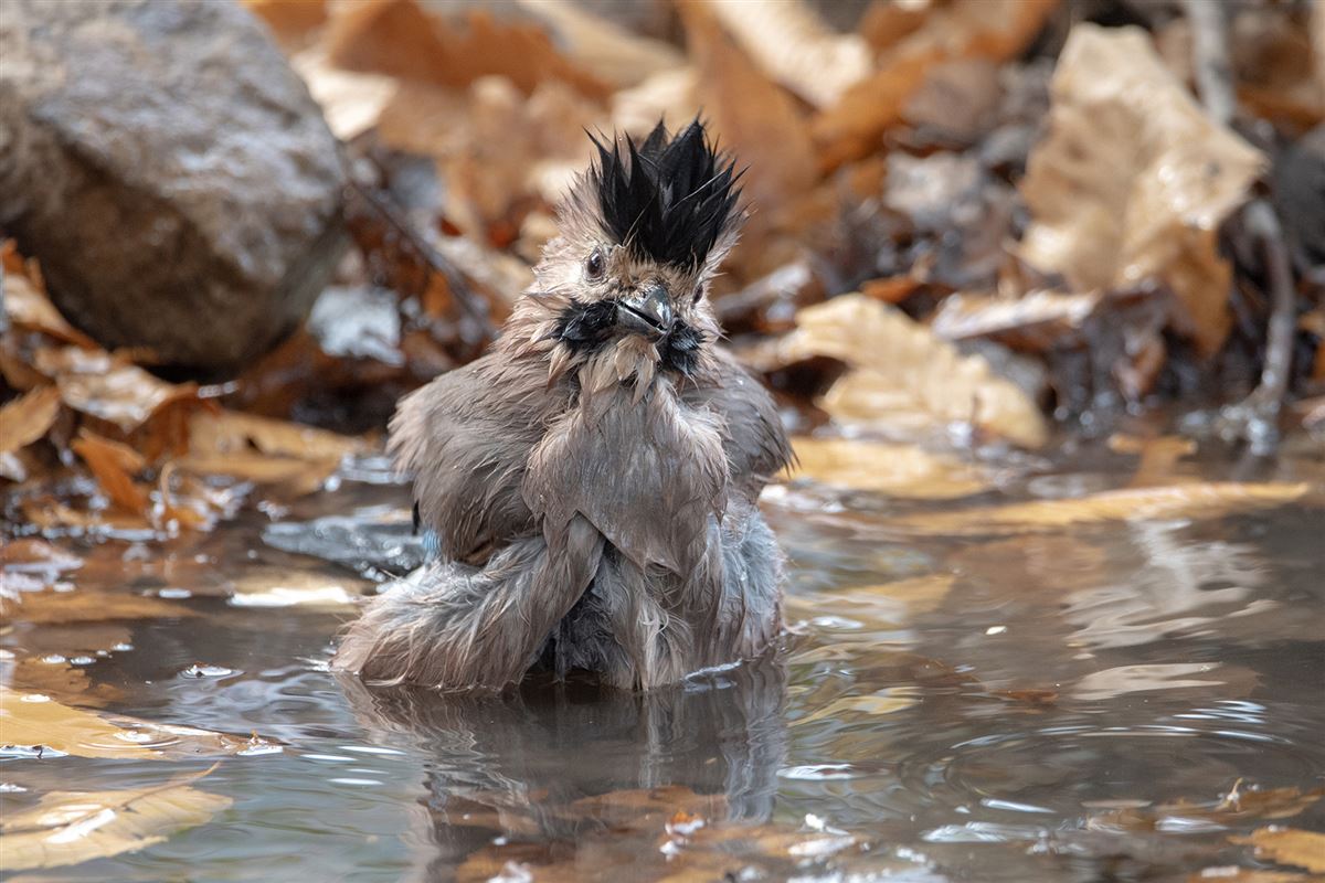 Eurasian Jay