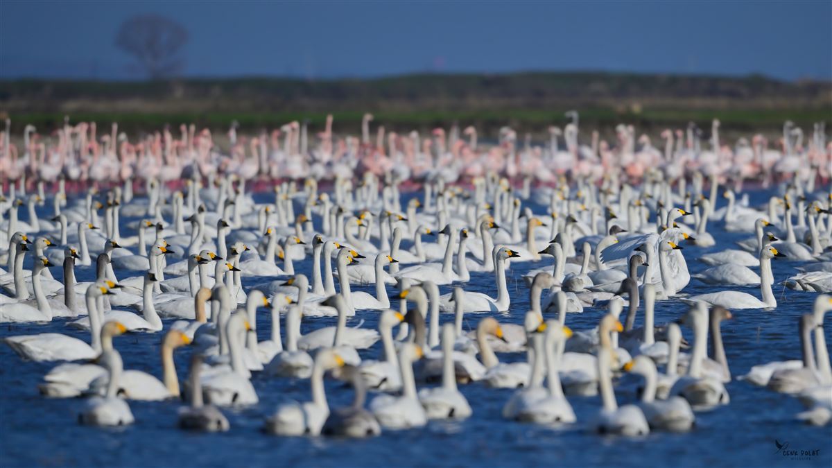 Tundra Swan