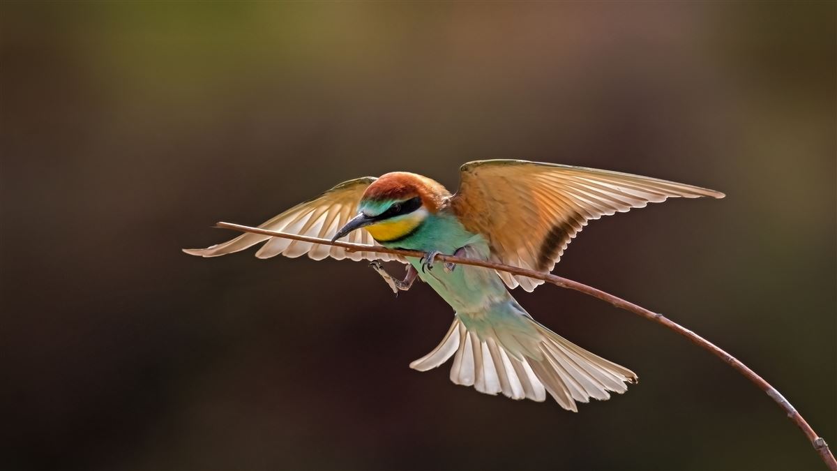 European Bee-eater