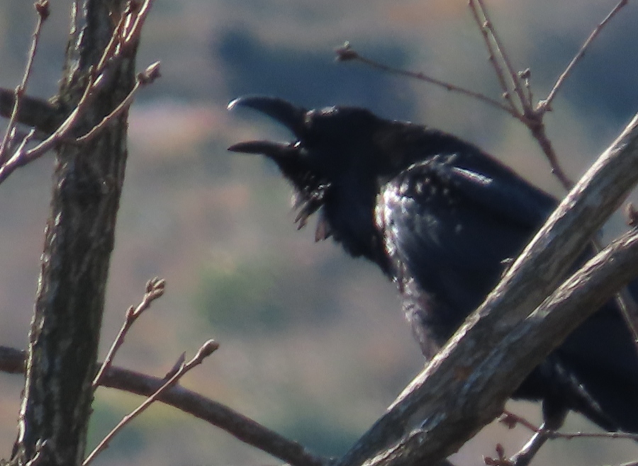 Northern Raven
