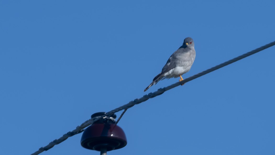 Shikra