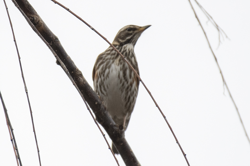Redwing