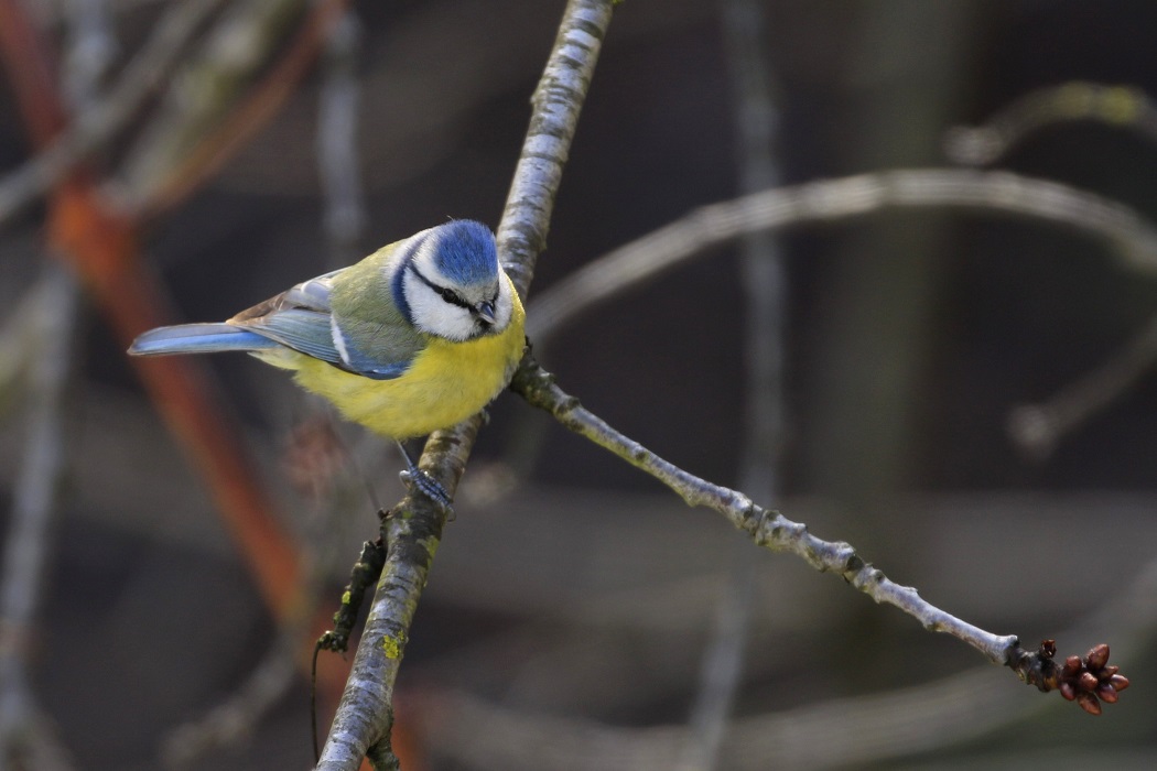 Eurasian Blue Tit