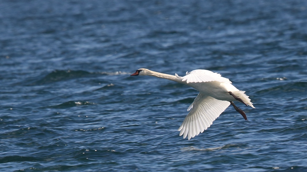 Mute Swan