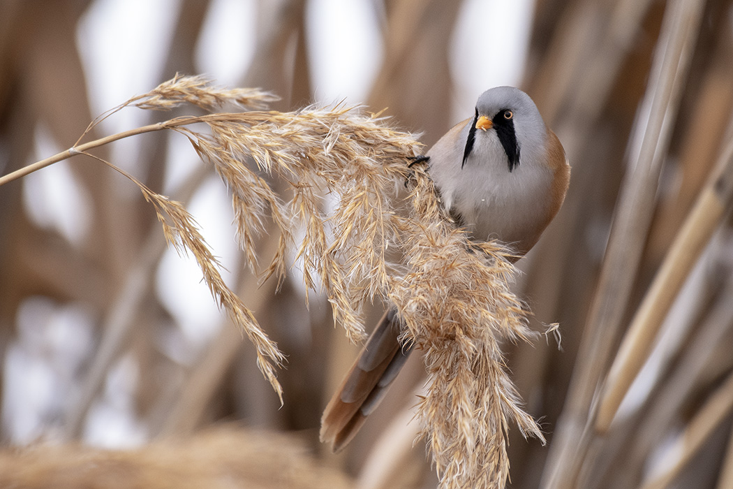 Bearded Reedling