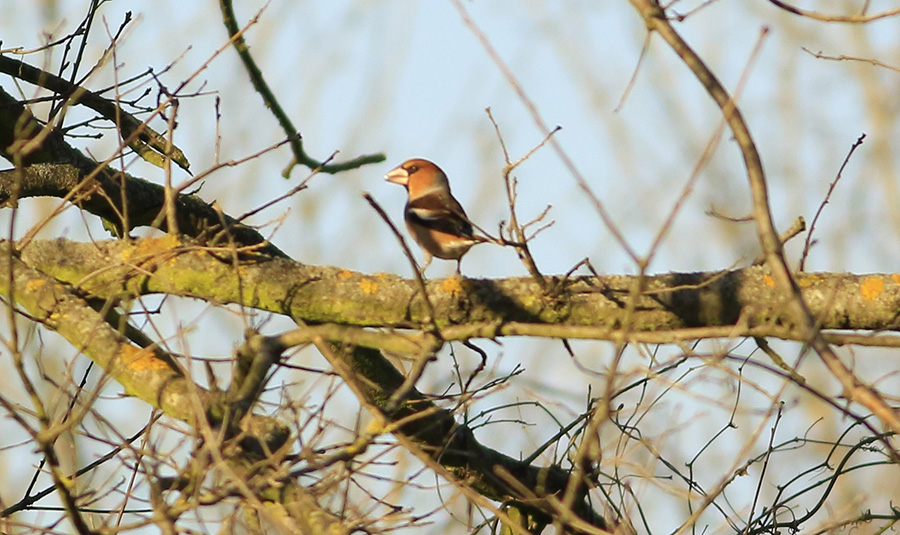Hawfinch