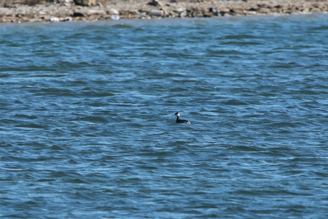 Horned Grebe