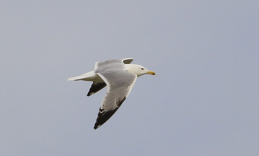 Yellow-legged Gull