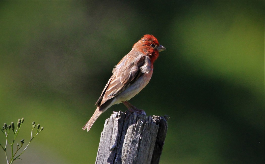 Common Rosefinch