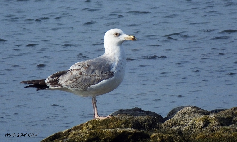 Yellow-legged Gull