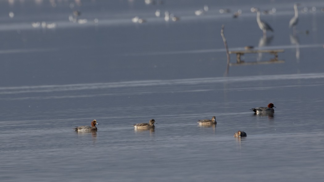Eurasian Wigeon