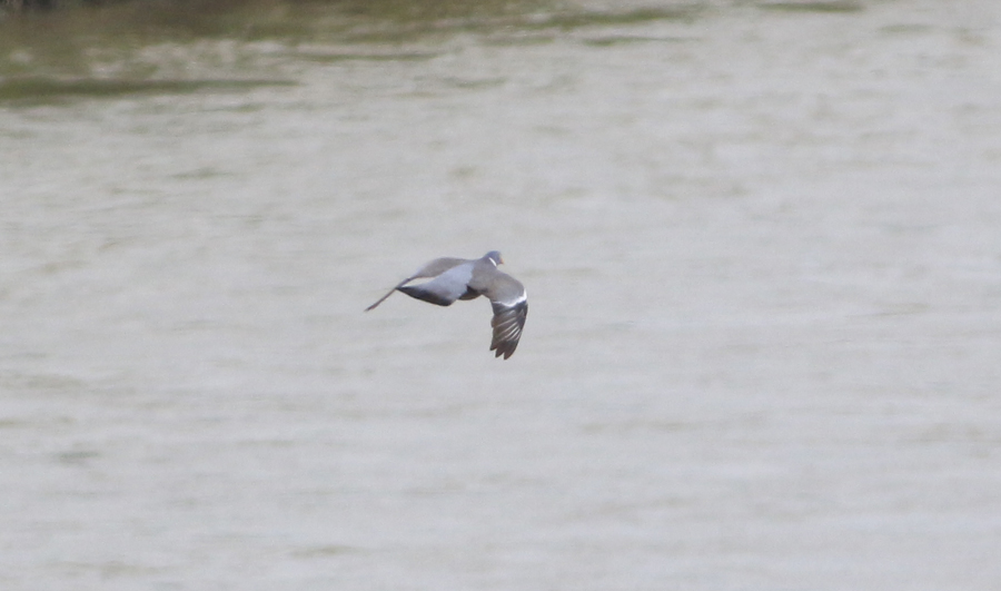 Common Wood Pigeon