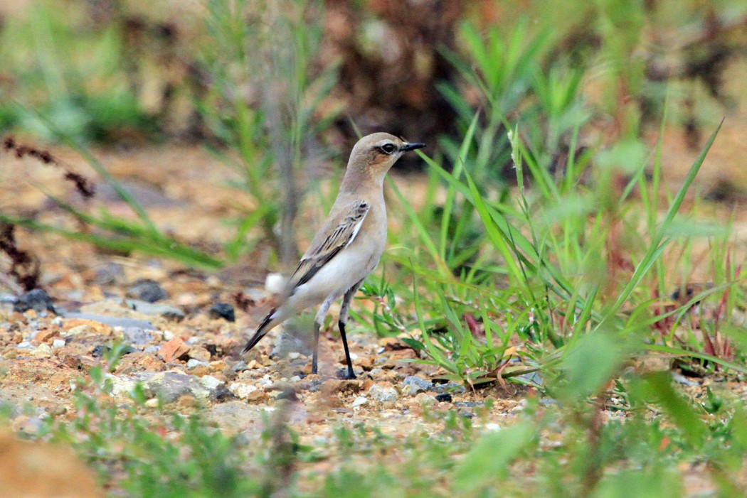 Northern Wheatear