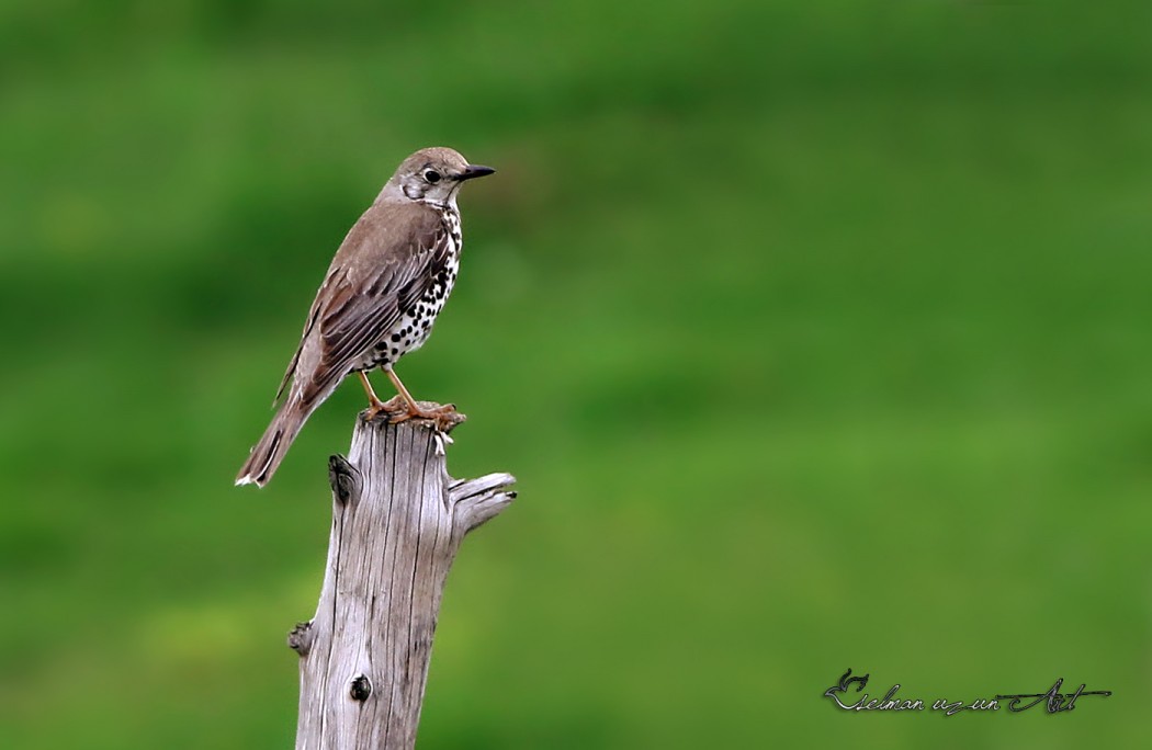 Mistle Thrush