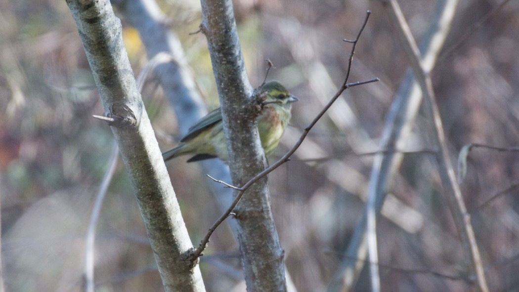 Cirl Bunting