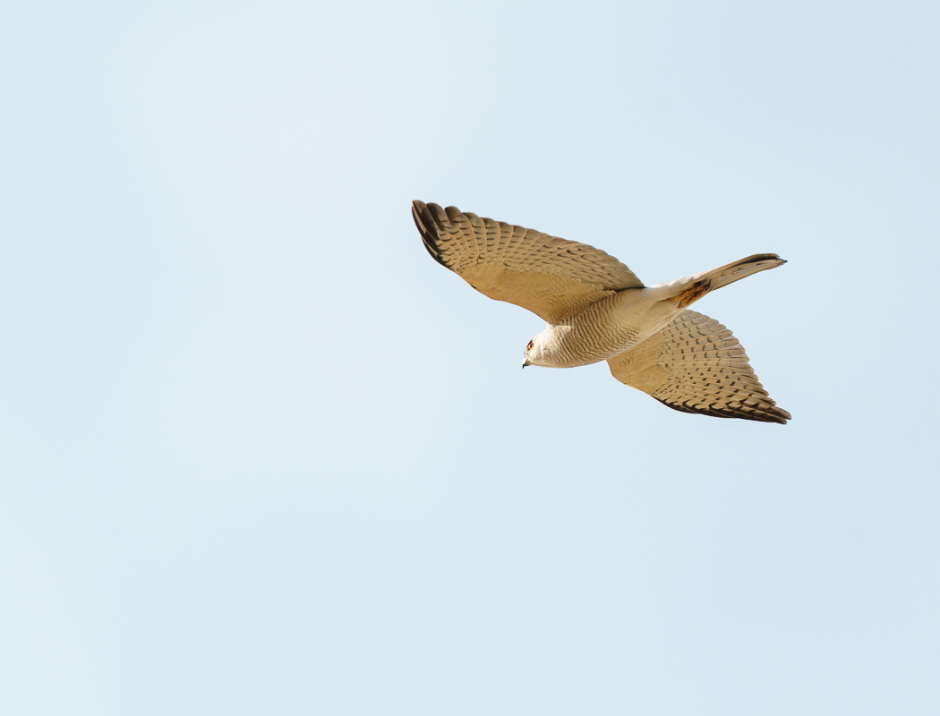 Shikra