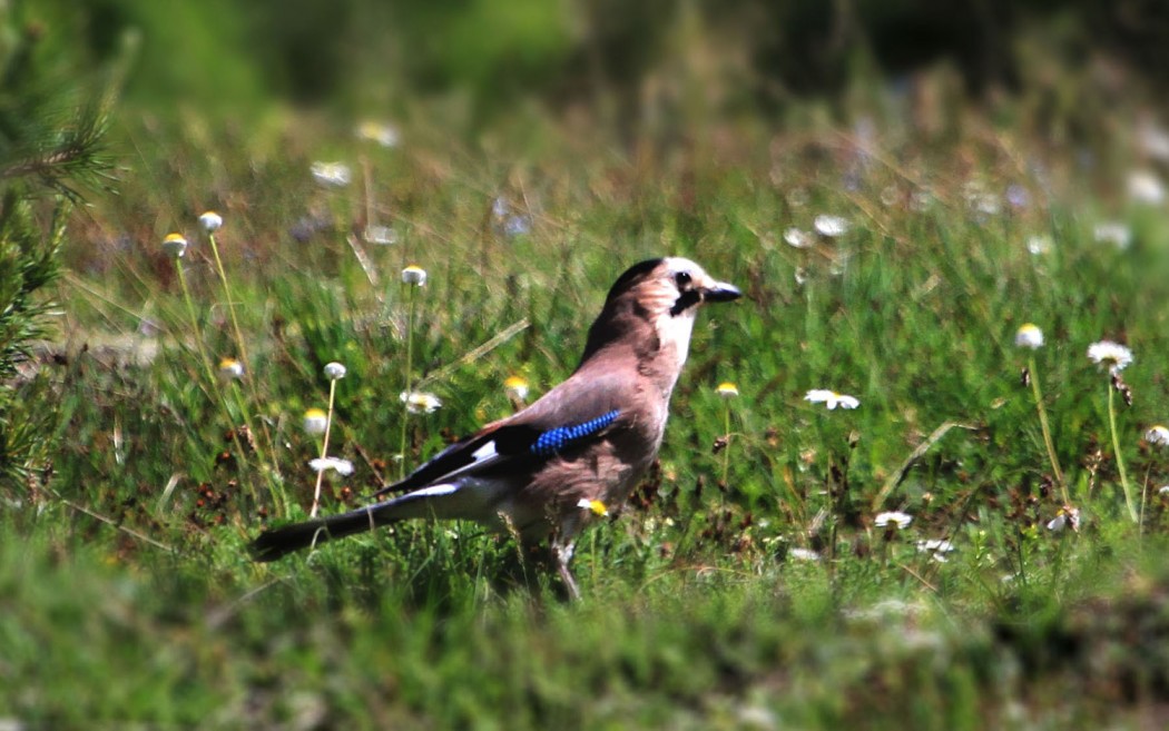 Eurasian Jay