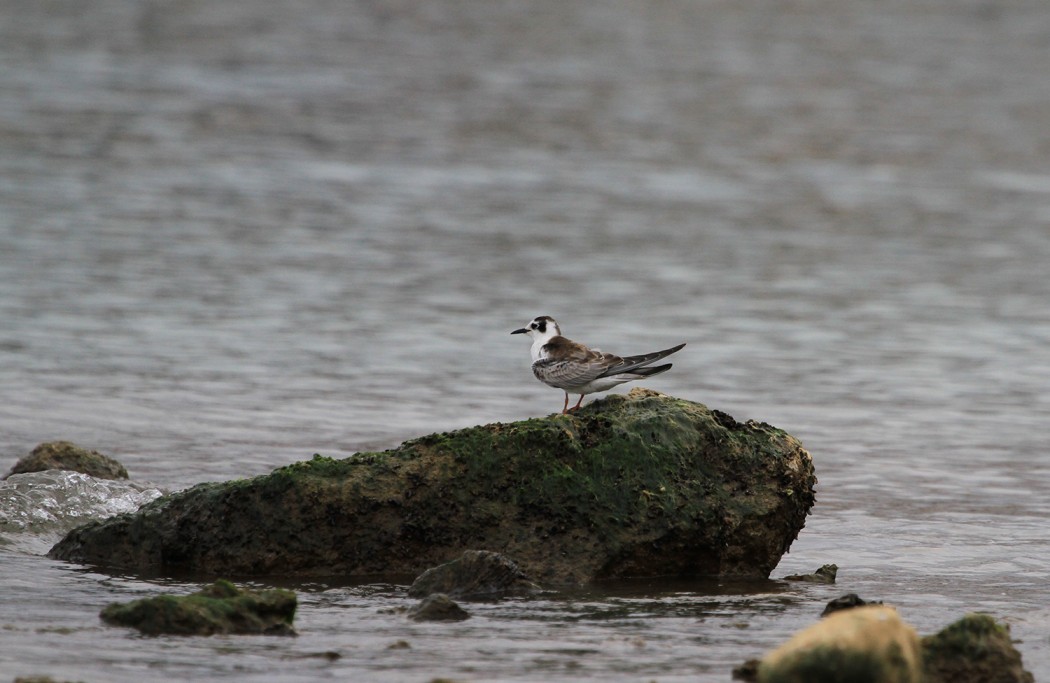 White-winged Tern