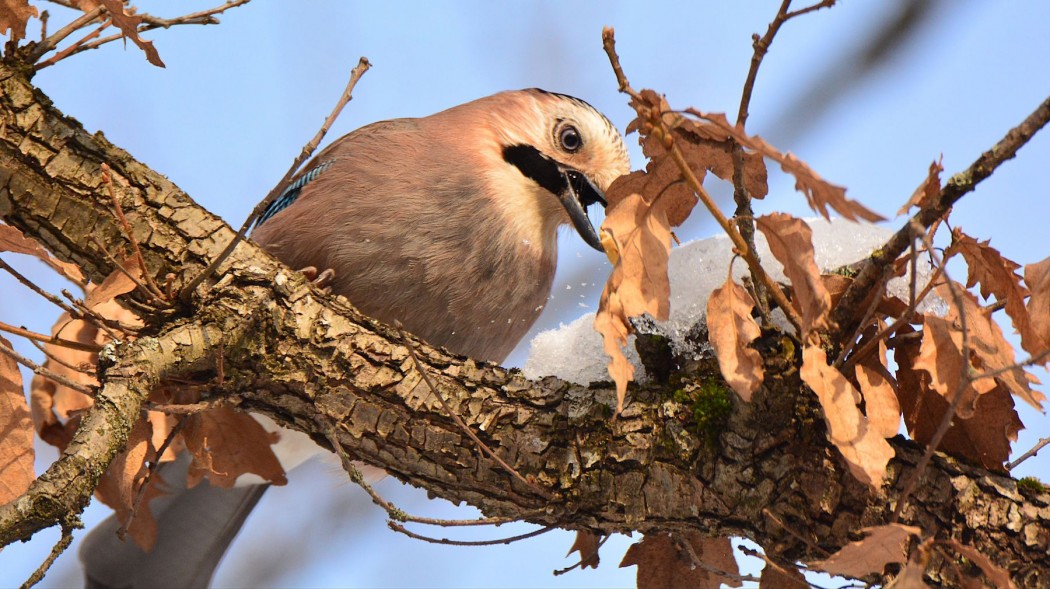 Eurasian Jay