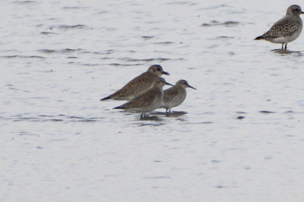 Red Knot