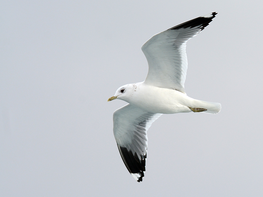 Common Gull