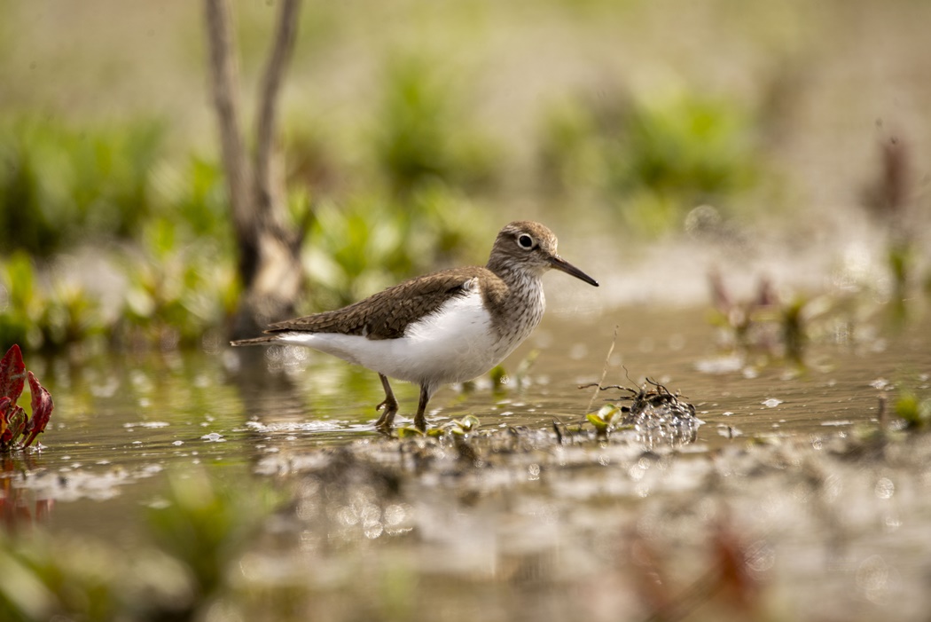 Common Sandpiper