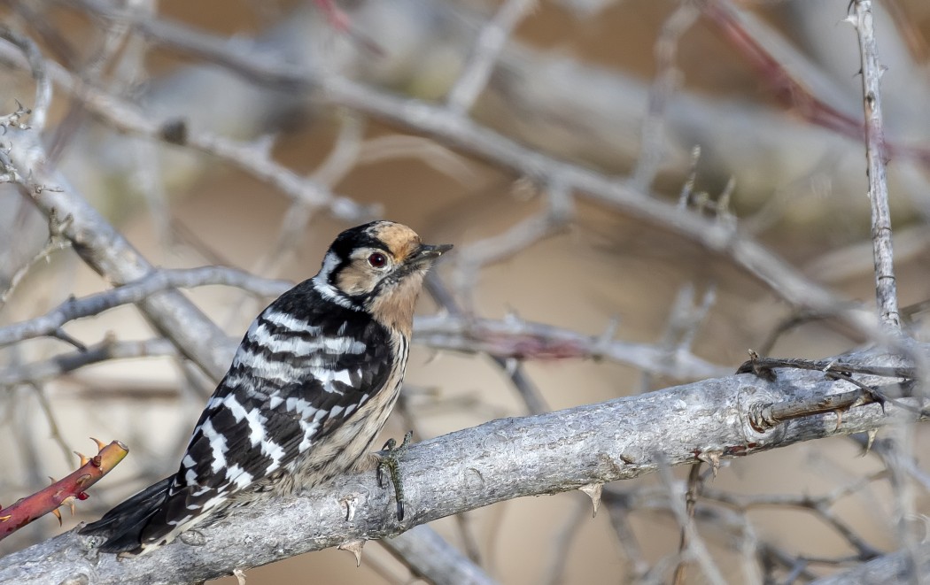 Lesser Spotted Woodpecker