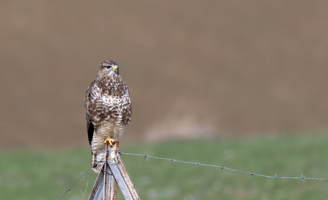 Common Buzzard