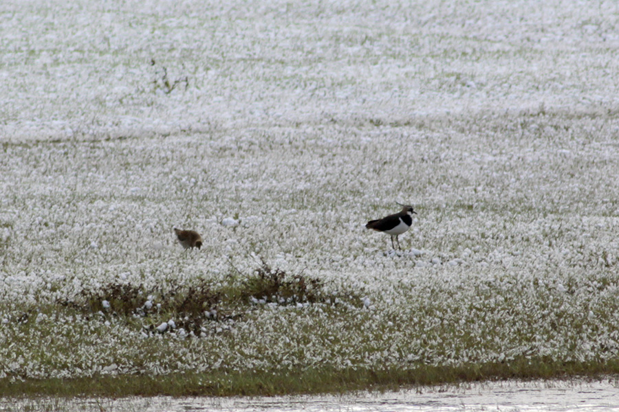 Northern Lapwing